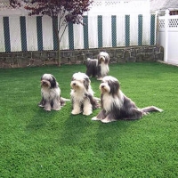 Artificial Turf Warrington, Florida Pet Grass, Backyard Landscaping