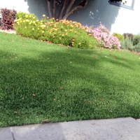 Grass Carpet Fellsmere, Florida Garden Ideas, Front Yard Landscape Ideas