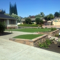 Grass Carpet Willow Oak, Florida Landscape Ideas, Front Yard