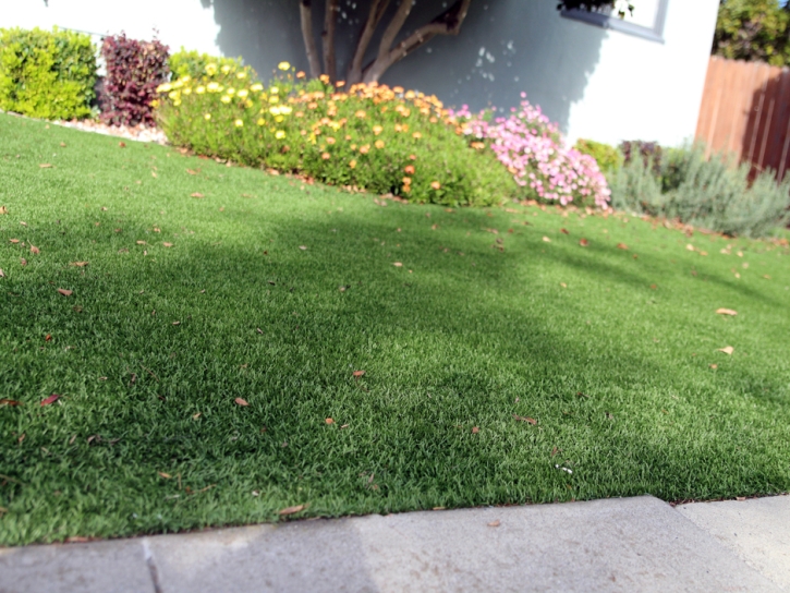 Grass Carpet Fellsmere, Florida Garden Ideas, Front Yard Landscape Ideas