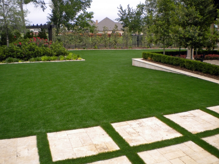 Grass Carpet Willow Oak, Florida Garden Ideas, Backyard Landscaping